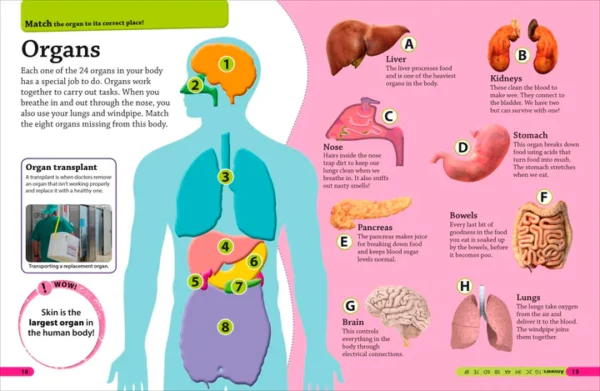 DK Find out! Human Body (Hardcover) - Image 2
