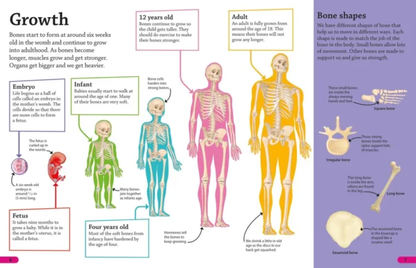 DK Find out! Human Body (Hardcover) - Image 3